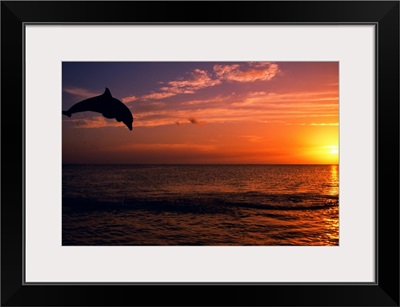Silhouette Of Bottlenose Dolphin Leaping Over Ocean At Sunset, Caribbean Sea