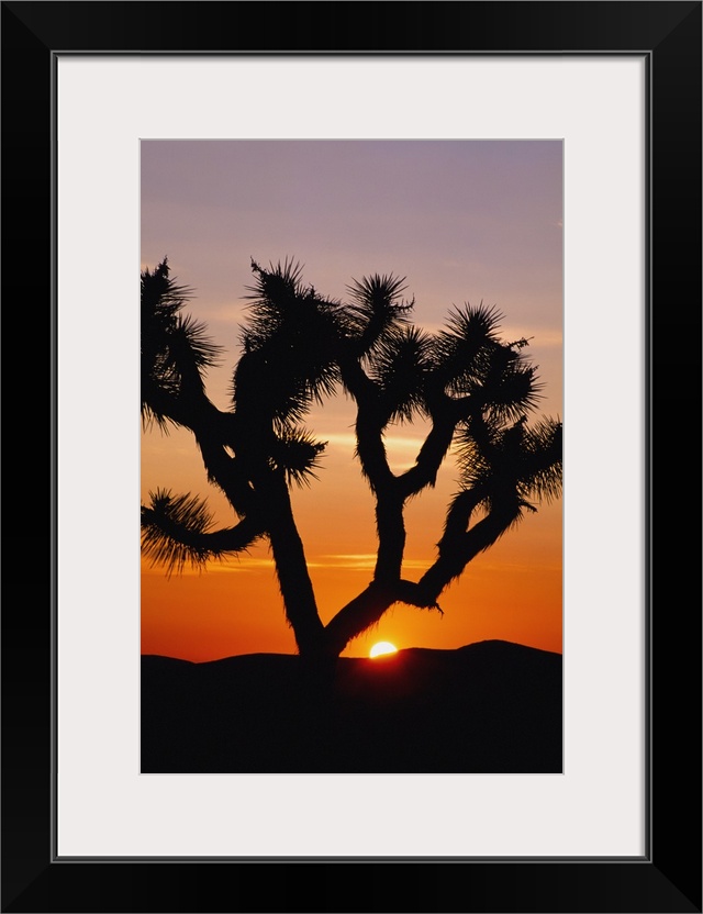 Silhouette Of Joshua Tree At Sunset