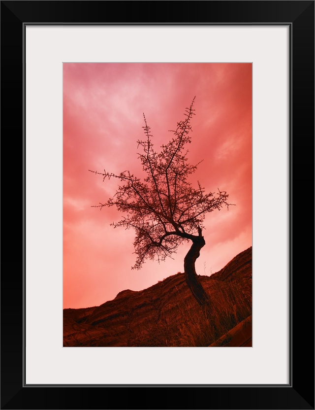 Silhouette Of Shrub Tree