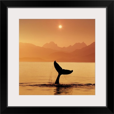 Silhouetted Humpback Whale Tail @ Sunset Lynn Canal AK SE Summer Coast Mtns