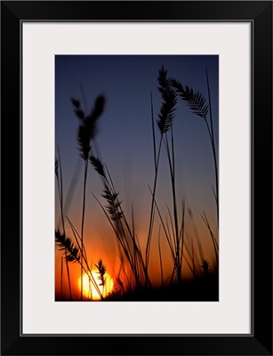 Silhouettes Of Wheat In A Farmers Field At Sunset, Saskatchewan, Canada