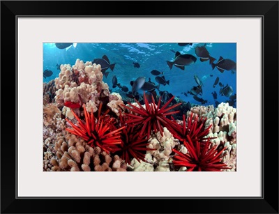 Slate Pencil Sea Urchins Color With Black Triggerfish And Hard Coral