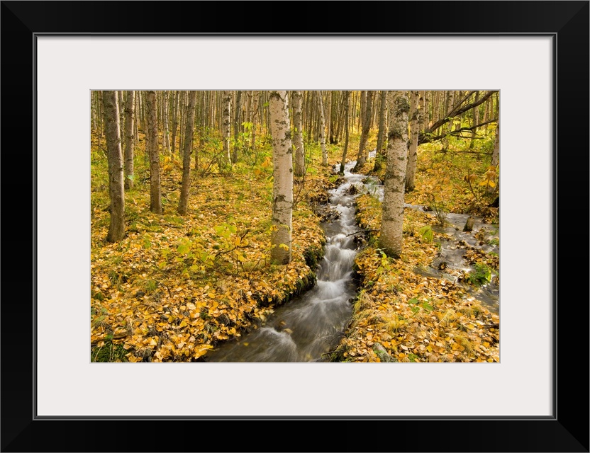 A narrow stream rushes through the woods in this landscape photograph.