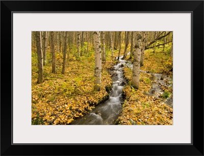 Small creek flows through autumn leaf covered forest floor, Chugach State Park, Alaska