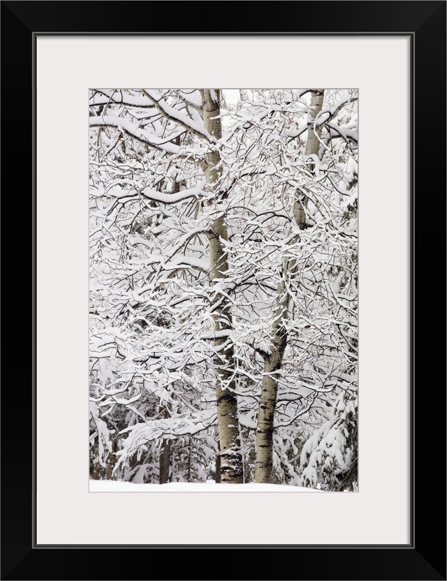 Snow Covered Trees, Kananaskis Country, Alberta, Canada