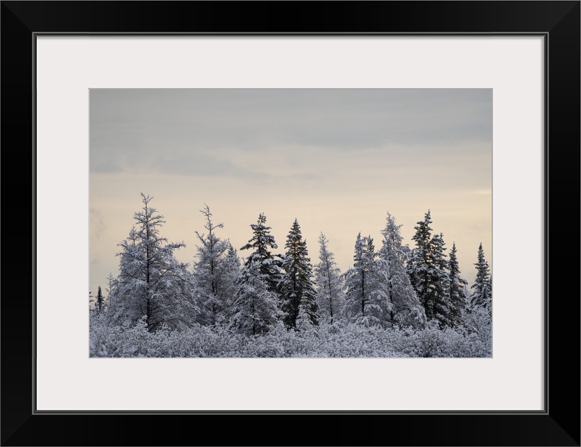 Snow-covered trees on a cold morning, near Churchill, Manitoba, Churchill, Manitoba, Canada