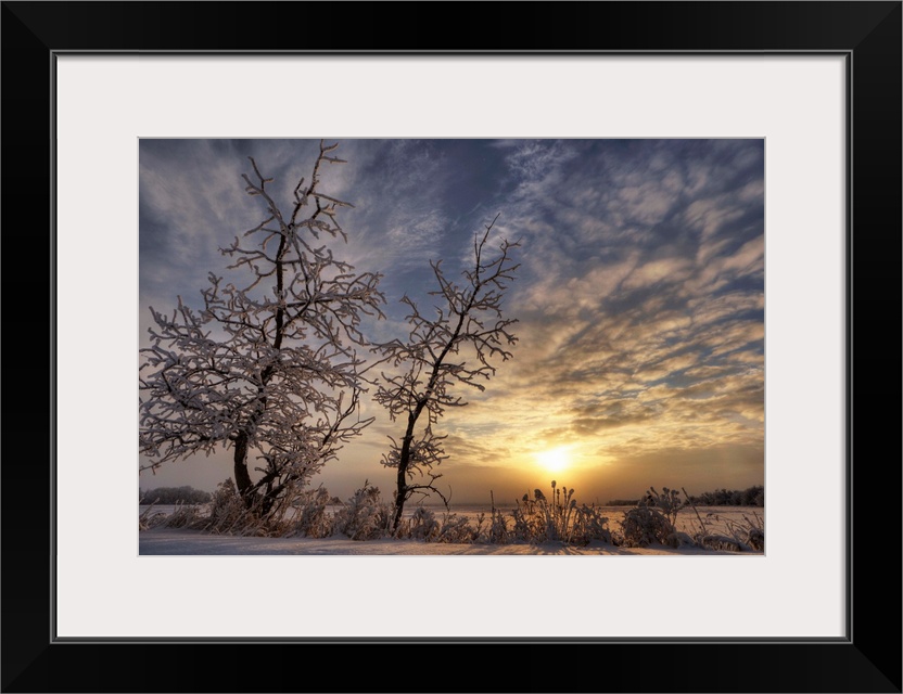 Snow Covered Trees Silhouetted By Sunrise On The Alberta Prairies, Canada