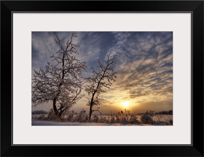 Snow Covered Trees Silhouetted By Sunrise On The Alberta Prairies, Canada