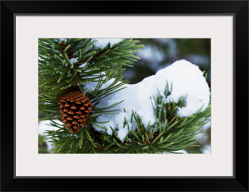 Snow On A Tree