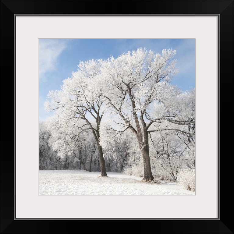 Snow On The Ground And Trees, Winnipeg, Manitoba, Canada