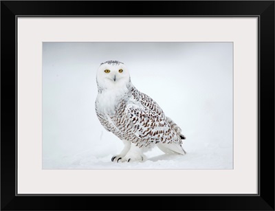 Snowy Owl on snow, Saint-Barthelemy, Quebec, Canada, Winter