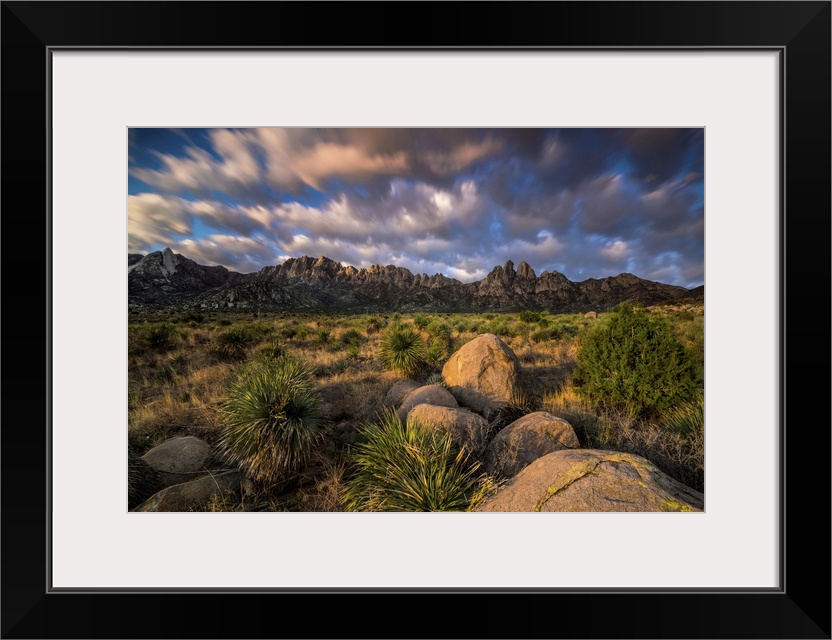 Soaptree yuccas soak up morning light in Organ Mountains-Desert Peaks National Monument.; New Mexico.