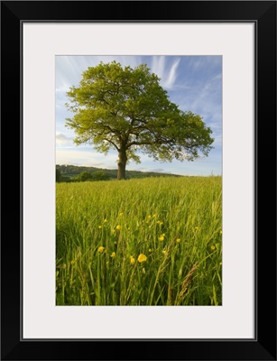 Solitary Oak Tree And Wildflowers In Field