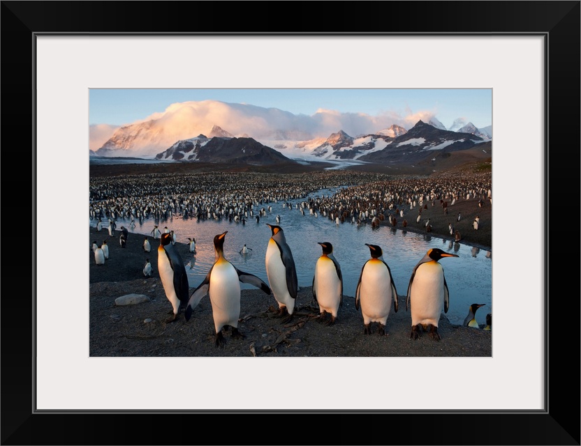 Some of the 100,000 nesting pairs of king penguins in St. Andrews Bay, South Georgia island.