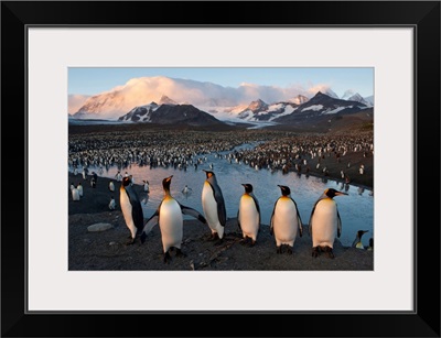 Some Of The Nesting Pairs Of King Penguins, St. Andrews Bay, South Georgia Island