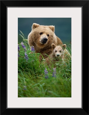 Sow Grizzly & Cubs in Grass Hallo Bay Katmai NP Alaska
