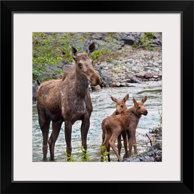 Sow Moose And Calves At Waterton National Park; Alberta, Canada