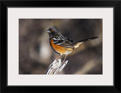 Spotted Towhee Perched In The Foothills Of The Chiricahua Mountains, Arizona, USA