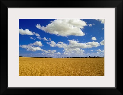 Spring Wheat Field, Tiger Hills, Manitoba, Canada