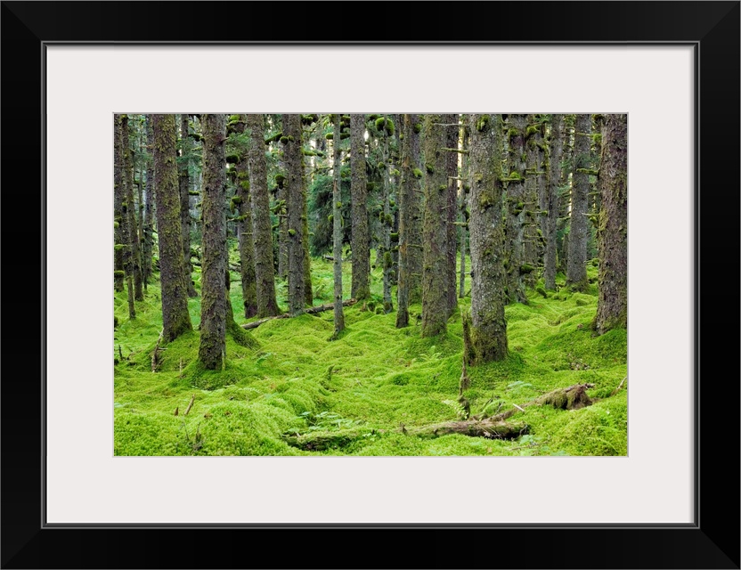 Spruce trees and Moss, coastal forest, Kodiak Island, Alaska USA.