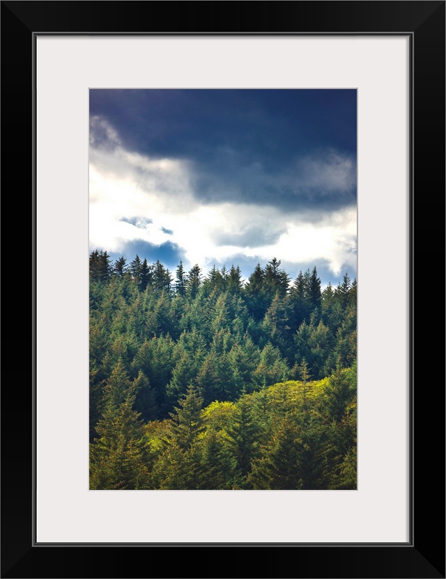 Spruce Tree forest, Chiniak Bay, Kodiak Island, Southwest Alaska, Fall