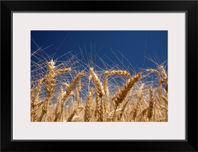 Stalks Of Wheat, Oregon
