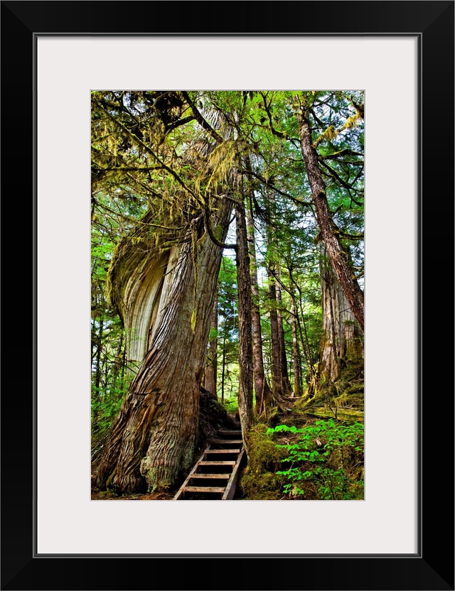 Moss draping twisting tree at Lunch Falls Loop Trail, Settlers Cove State Park, SE Ketchikan, Alaska on a sunny day, early...