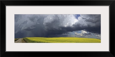 Storm clouds gather over a sunlit canola field and country road, Alberta, Canada
