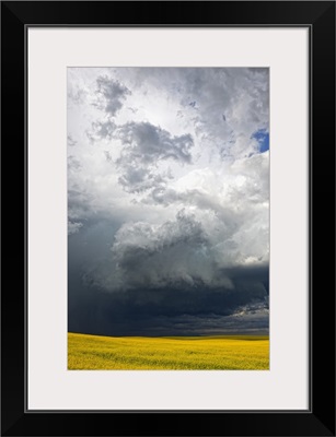 Storm clouds gather over a sunlit canola field in southern Alberta, Alberta, Canada