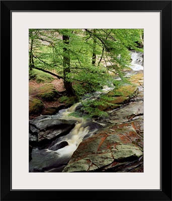 Stream In The Woods, Kilbride, County Antrim, Ireland