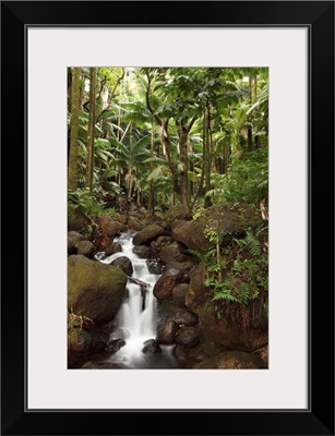 Stream Running Through The Rainforest Near Hilo, Big Island, Hawaii