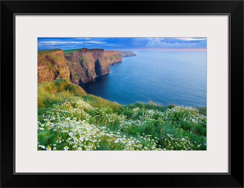 Summer Daisies Growing In Abundance On Cliffs Of Moher, County Clare, Ireland