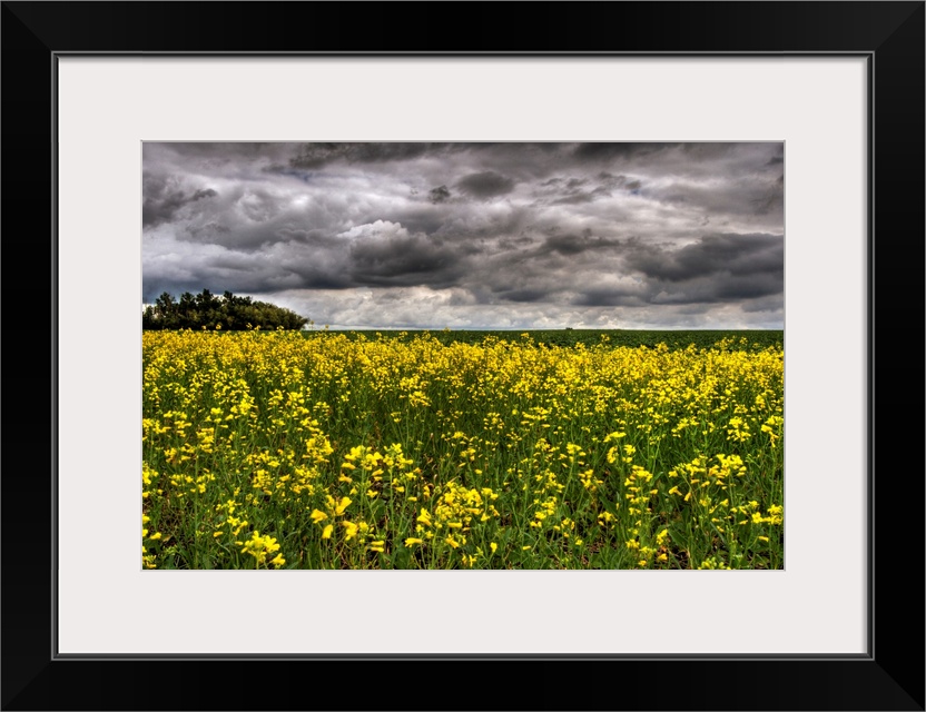 Summer Storm Clouds Over A Canola Field, Alberta, Canada