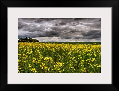 Summer Storm Clouds Over A Canola Field, Alberta, Canada