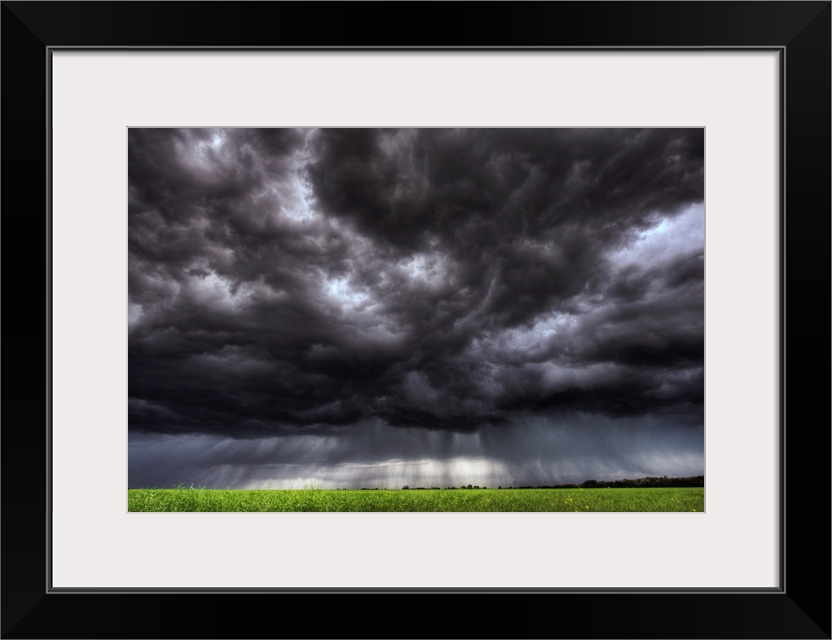 Summer Storm Clouds Over An Unripened Canola Field, Alberta, Canada