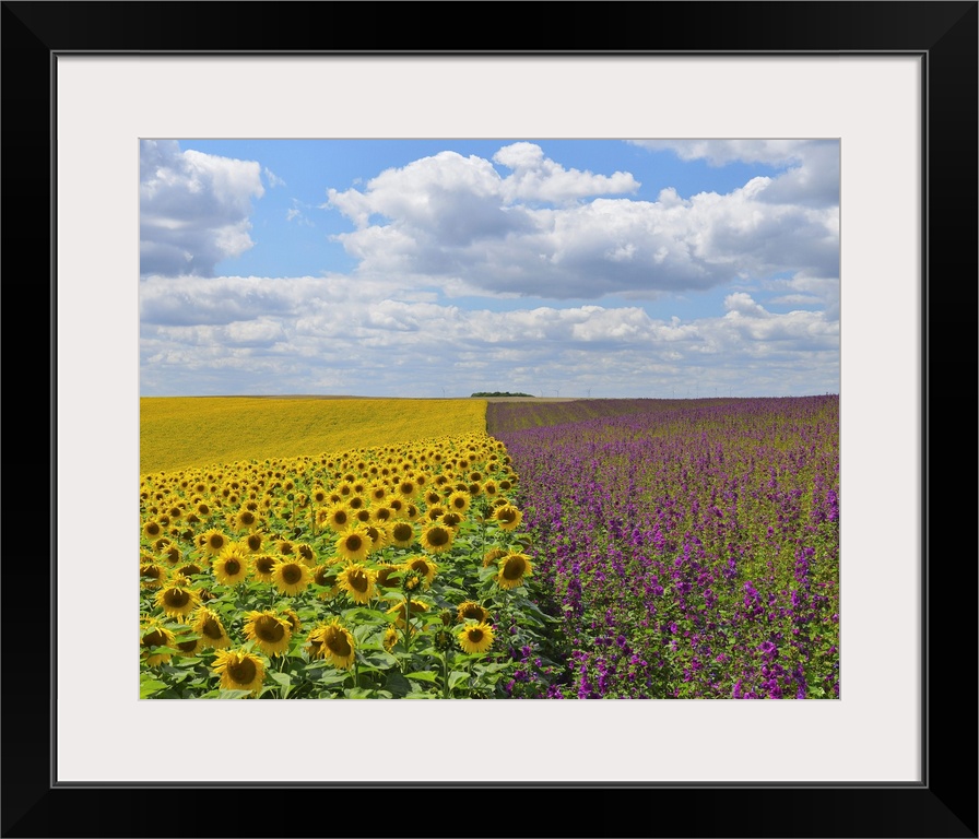 Sunflower and Mallow Field, Arnstein, Main-Spessart, Franconia, Bavaria, Germany