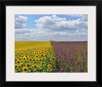 Sunflower And Mallow Field, Arnstein, Main-Spessart, Franconia, Bavaria, Germany