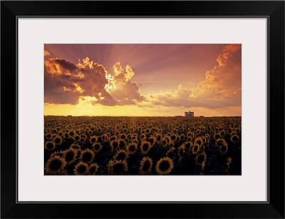 Sunflower Field With Grain Elevator And Dramatic Clouds, Manitoba, Canada