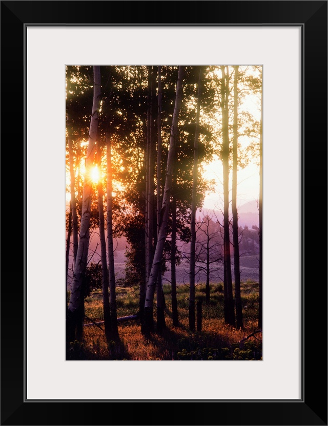 Sunlight filters through a forest of aspen trees in autumn in Yellowstone National Park at sunset, Wyoming, United States ...