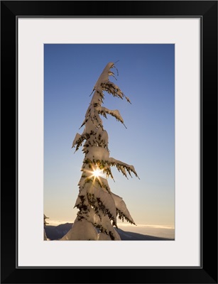 Sunlight Through Snow-Covered Tree, Cascades Mountains, Oregon