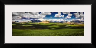 Sunlit Rolling Hills With Green Grain Fields And White Puffy Clouds, Palouse, Washington