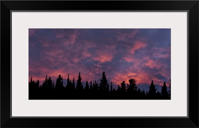 Sunset Illuminating The Clouds Above A Silhouetted Forest, Whitehorse, Yukon, Canada