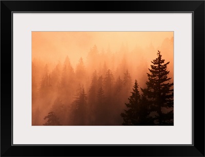 Sunset Through Dense Fog, Pine Tree Silhouettes, Mount Hood National Forest