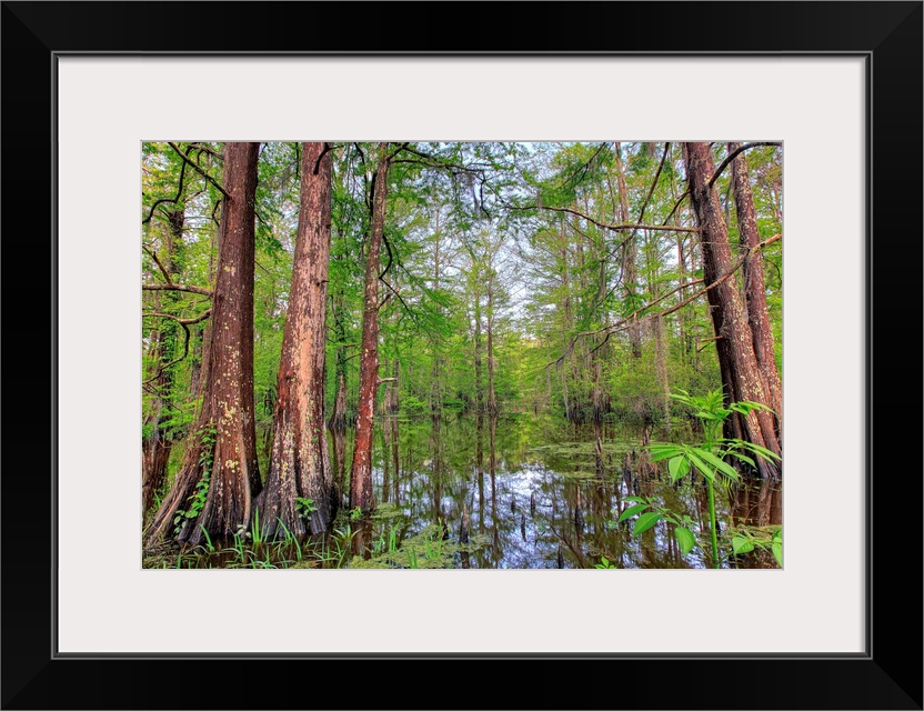 Swamp, Southern Louisiana, USA