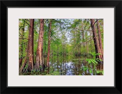 Swamp, Southern Louisiana, USA