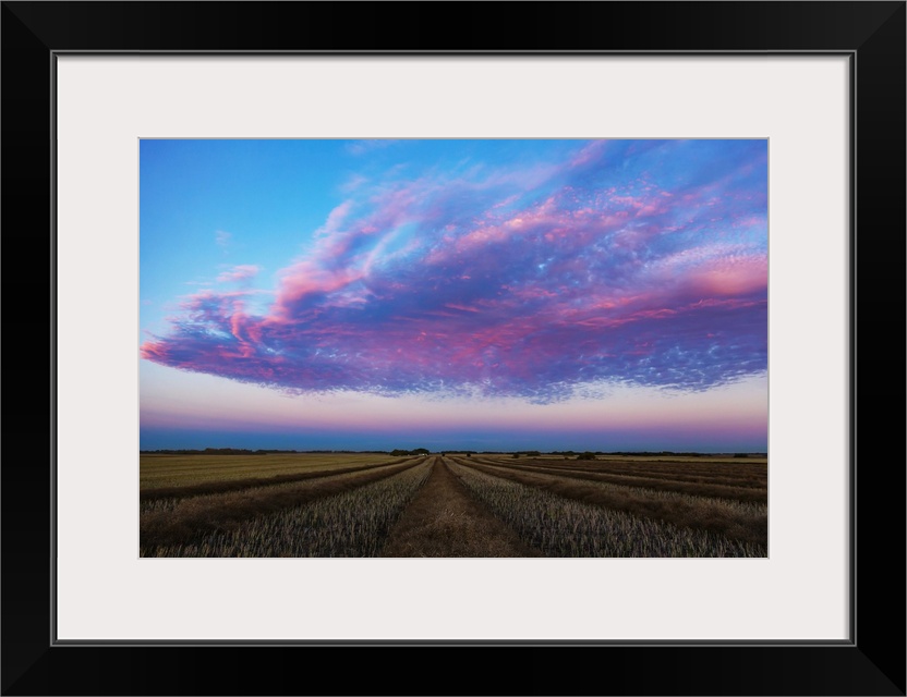 Swathed canola field at sunset with glowing pink clouds; Legal, Alberta, Canada