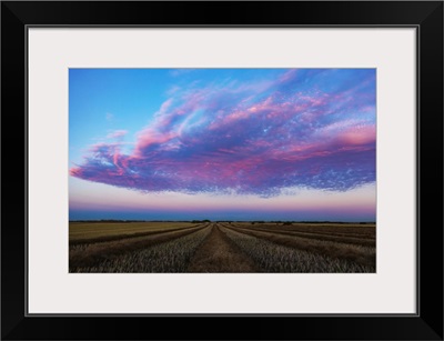 Swathed Canola Field At Sunset With Glowing Pink Clouds, Legal, Alberta, Canada