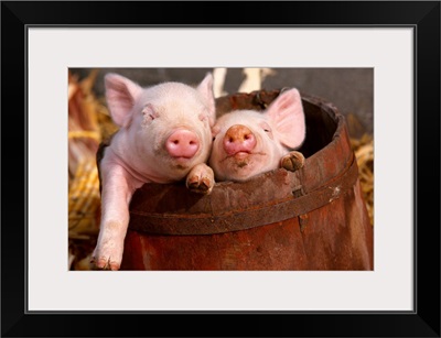 Swine, mixed breed piglets in a barrel, Illinois