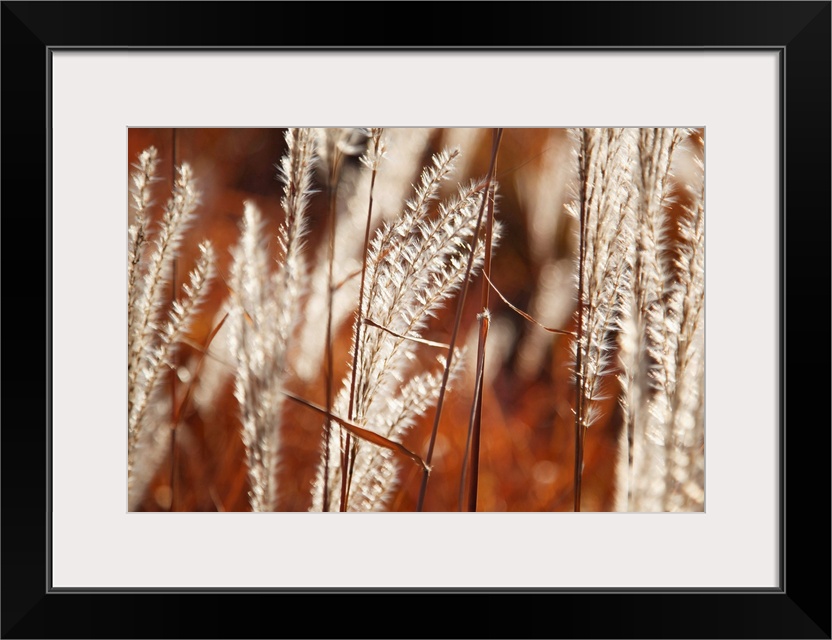 Tall Grass; Portland, Oregon, United States Of America