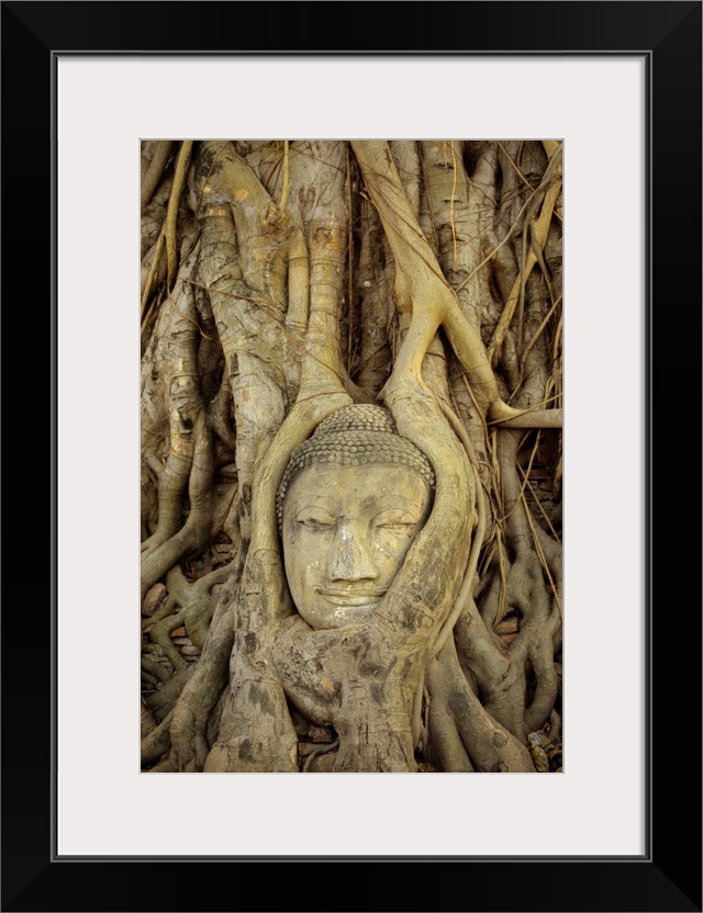 Thailand, Ayuthayai, Stone Buddha Head With Tree Roots Growing Over It